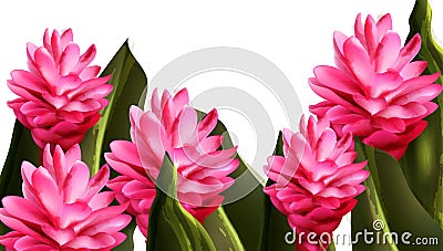 Pink ginger tropic flower Vector watercolor. Exotic banner summer paradise decor Vector Illustration