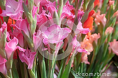 Pink gladiolus Stock Photo