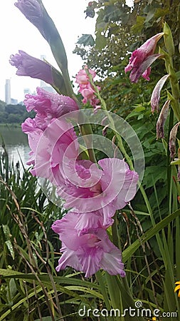 Pink Gladiolus, Sword Lily Blossoming near Lake on Cloudy Day. Stock Photo