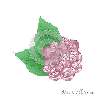 Pink Glory Bower Flowers or Clerodendrum Chinense Flowers Vector Illustration