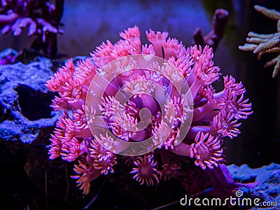 Pink goniopora flowerpot coral - LPS coral in a reef aquarium Stock Photo