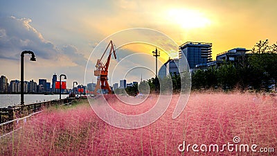 Pink grass land on the bank of the rive Stock Photo