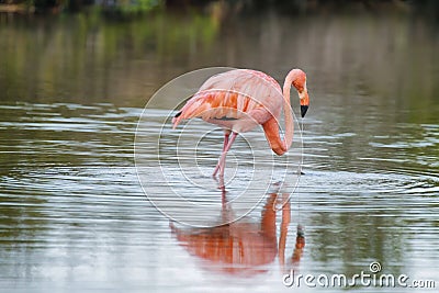 Pink greater flamingo in Galapagos islands Stock Photo