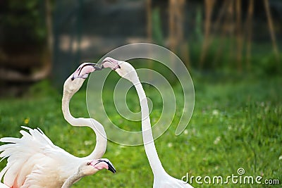 Pink Greater Flamingos playing on green grass Phoenicopterus ru Stock Photo