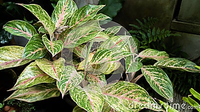 pink and green Aglaonema or Chinese Evergreen ornamental plants ,fern tree at garden house Stock Photo