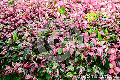 Pink and green leaves plant Stock Photo