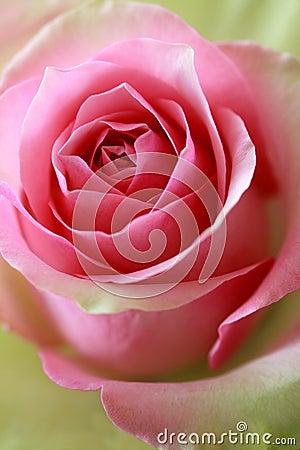 Pink and green rose Stock Photo