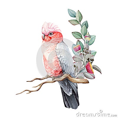 Pink and grey cockatoo watercolor illustration. Hand drawn realistic galah Australia bird. Rose-breasted cockatoo parrot Cartoon Illustration