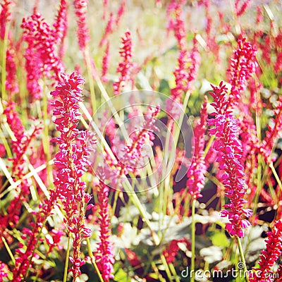 Pink Growing Sage flowers - retro photo. Stock Photo