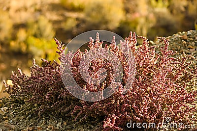 Pink Halogeten Glomeratus In Autumn Stock Photo