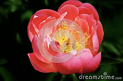 Pink Hawaiian Coral Peony. Close up Stock Photo