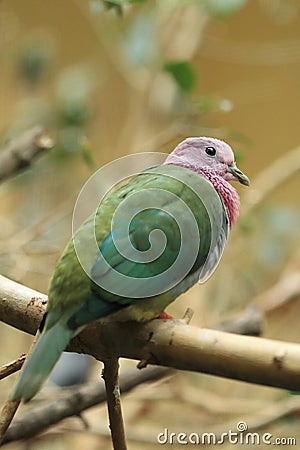 Pink-headed fruit dove Stock Photo