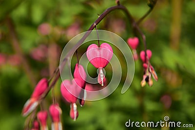 Pink Heart flowers Stock Photo