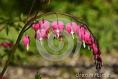 Pink Heart flowers Stock Photo