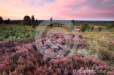 Pink heather flowers on hills at sunset Stock Photo