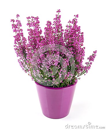 Pink heather planted in pot on white Stock Photo