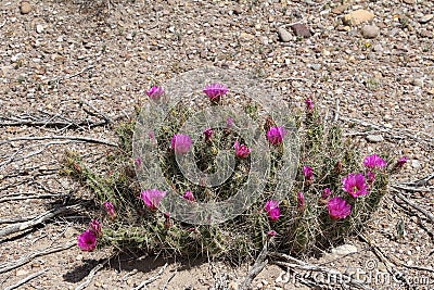 Pink Hedgehog Cactus Cluster Stock Photo