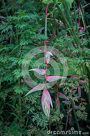 Pink Heliconia flowers in the rain forest of Khao Sok sanctuary, Thailand Stock Photo