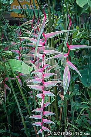 Pink Heliconia flowers in the rain forest of Khao Sok sanctuary,Thailand Stock Photo