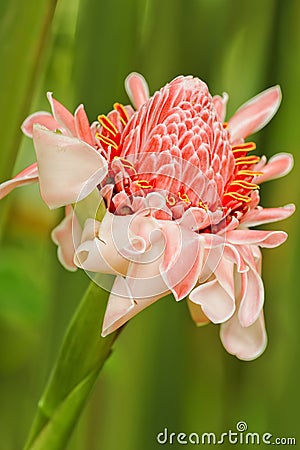 Pink Heliconia Stock Photo