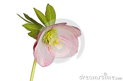 Pink hellebore flower Stock Photo