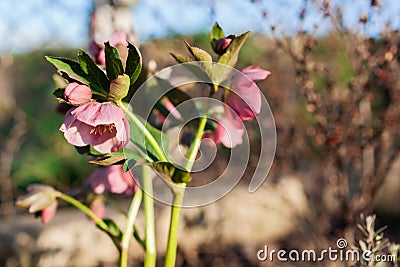 Pink hellebore flowering in spring garden. Close up of blooming plant Stock Photo