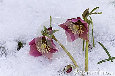 Pink Hellebore (Helleborus niger) or Christmas Rose flowers in their natural habitat Stock Photo