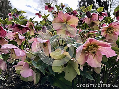 Pink Hellebores or lenten rose in flower, Close up, winter time UK Stock Photo