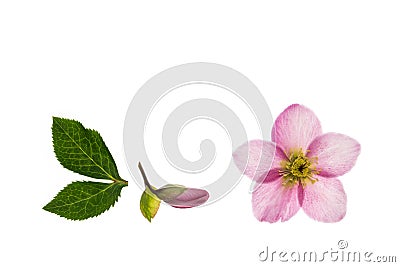 Pink hellebores on white background with copy space above Stock Photo