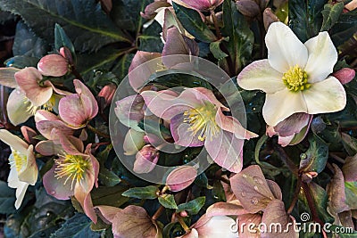 Pink helleborus orientalis plant with flowers in bloom Stock Photo