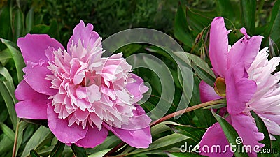 The pink herbaceous peonies - Gay Paree variety close-up. Stock Photo