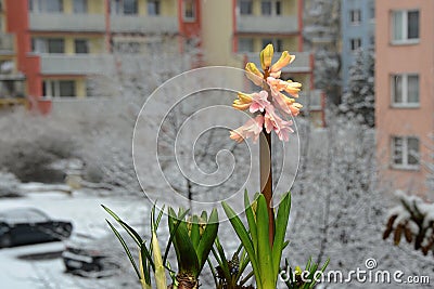 Pink hiacint on the window and snow Stock Photo