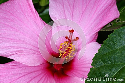 Pink Hibiscus Stock Photo