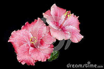 Pink Hibiscus Stock Photo