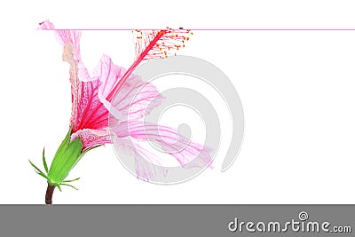 Pink Hibiscus Stock Photo