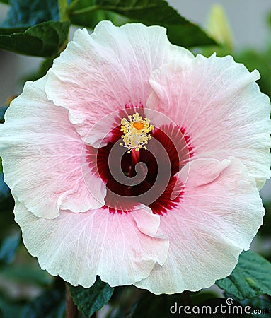 Pink Hibiscus Stock Photo