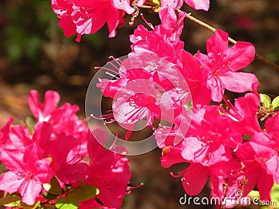 Pink Hibiscus blooming in the Spring Stock Photo