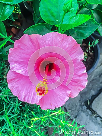 Pink Hibiscus Stock Photo