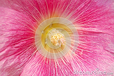 Pink Hibiscus Flower Stock Photo