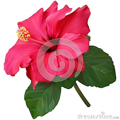 Pink hibiscus flower Stock Photo