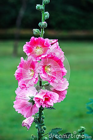 Pink hibiscus flowers Stock Photo