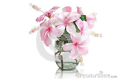 Pink Hibiscus Flowers in Glass Vase Stock Photo