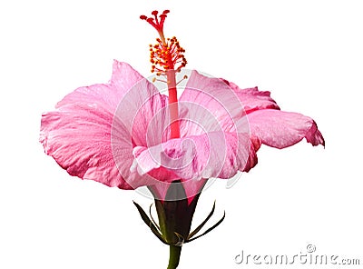 Pink hibiscus isolated Stock Photo