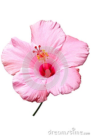 Pink hibiscus isolated Stock Photo