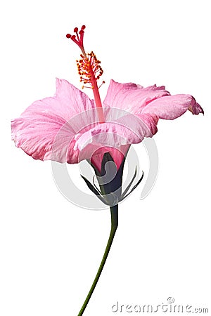 Pink hibiscus isolated Stock Photo