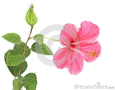 Pink hibiscus isolated on white background. Stock Photo