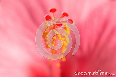 Pink Hibiskus tropical exotic flower blurred background Stock Photo