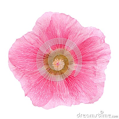 Pink hollyhock flower closeup Stock Photo