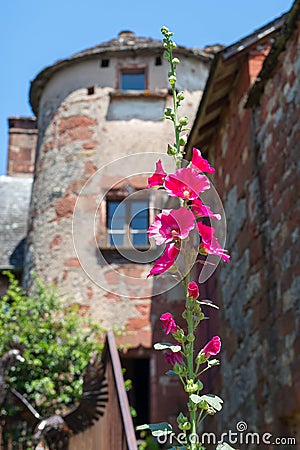 Pink Hollyhock in France Stock Photo