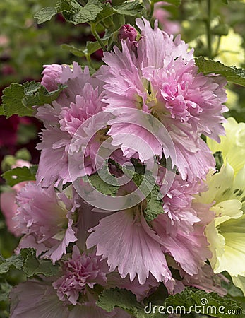 Pink Hollyhock lilac cluster - alcea - in a botanical garden in Panama Stock Photo